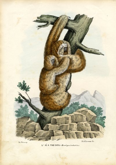 Three-Toed Sloth by Raimundo Petraroja